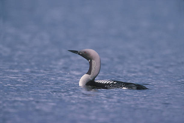 Black-throated diver, Gavia arctica Black-throated diver, Gavia arctica, single bird on water, Finland arctic loon stock pictures, royalty-free photos & images