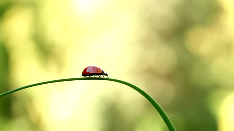 Ladybug taking off