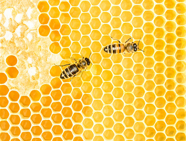 動作 bees - honeyed ストックフォトと画像