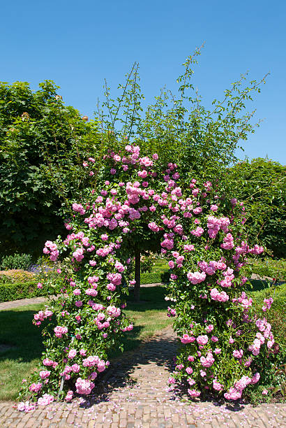 istock Arch of Pink Roses 460893199