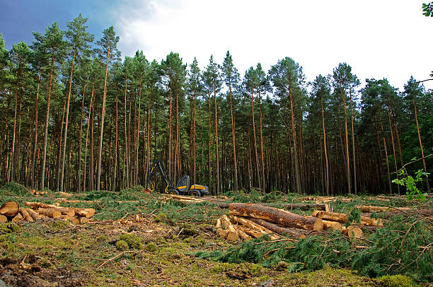 istock felling of the forest 460893297