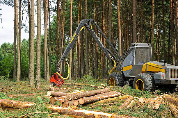 istock felling of the forest 460894271