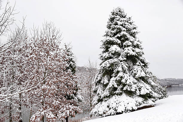 istock Snow covered winter wonderland 460896771