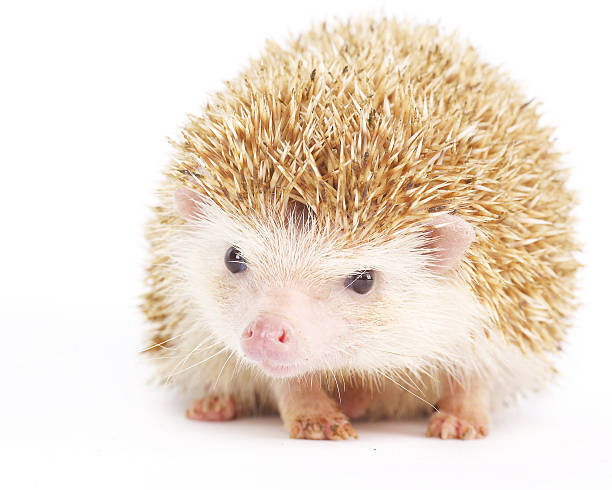 istock Four-toed Hedgehog, Atelerix albiventris 460898971