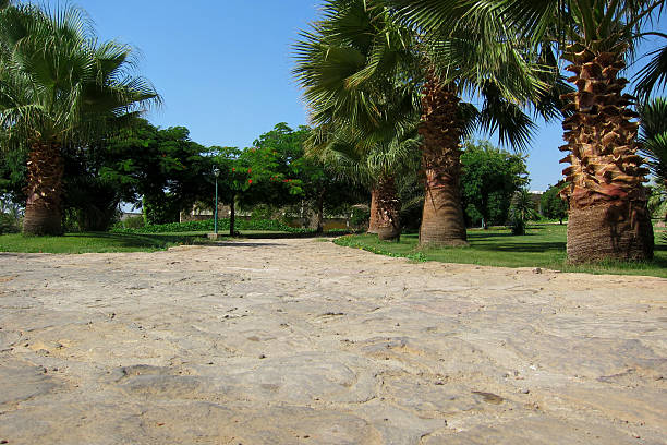 a way of stone and palm trees on vacation in egypt