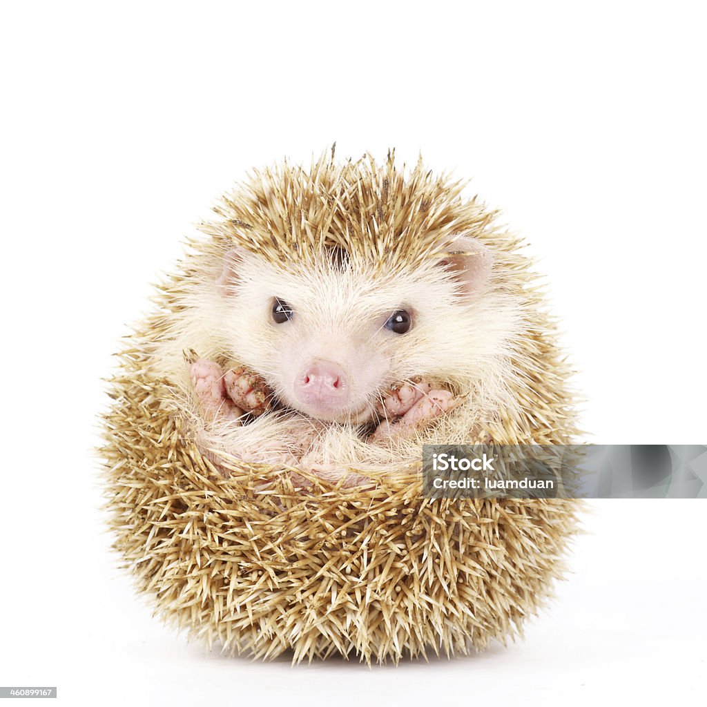 Four-toed Hedgehog, Atelerix albiventris Four-toed Hedgehog, Atelerix albiventris, balled up in front of white background Hedgehog Stock Photo