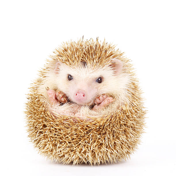 Four-toed Hedgehog, Atelerix albiventris Four-toed Hedgehog, Atelerix albiventris, balled up in front of white background porcupine hedgehog rodent animal stock pictures, royalty-free photos & images