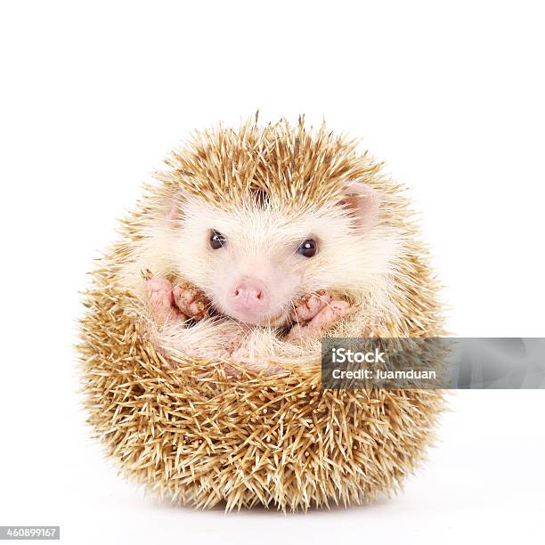 Fourtoed Hedgehog Atelerix Albiventris Stock Photo - Download Image Now - Hedgehog, Young Animal, White Background