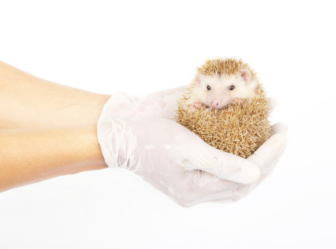 Moon rat or african pygmy hedgehog in hand with medical gloves