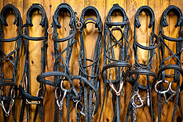 Leather horse bridles and bits hanging on wall of stable