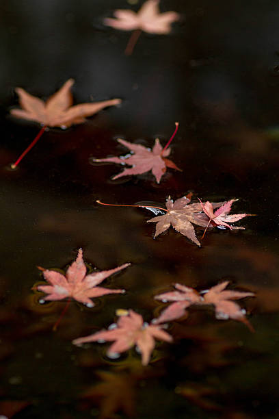 istock Japanese Autumn. 460900371
