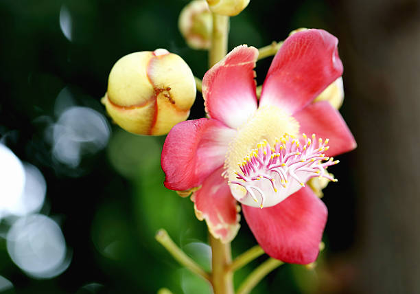 istock Couroupita guianensis Aubl on bokeh background 460902645