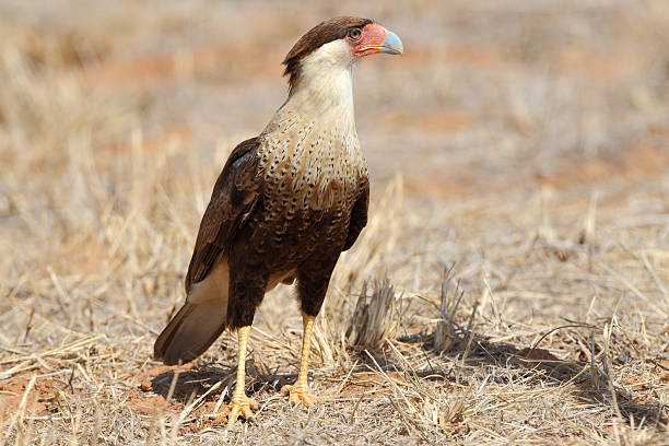 Crested Caracara Perched on the Ground - Texas Crested Caracara (Caracara cheriway) Perched on the Ground - Texas crested caracara stock pictures, royalty-free photos & images