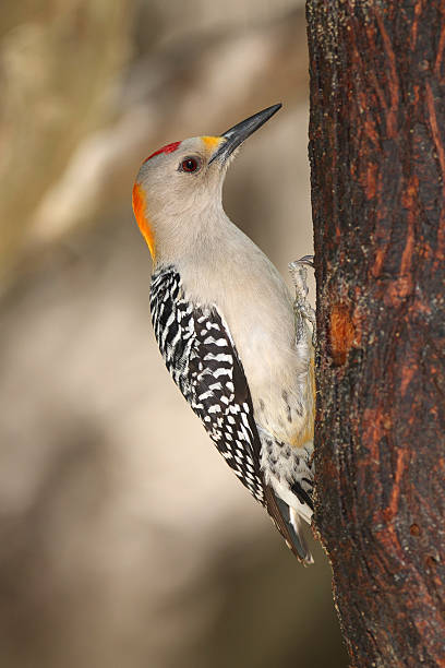 istock Golden-fronted Woodpecker - Texas 460909037