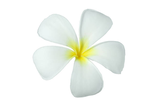 istock Frangipani, Pumeria, Frangipanni, isolated on white background 460909721