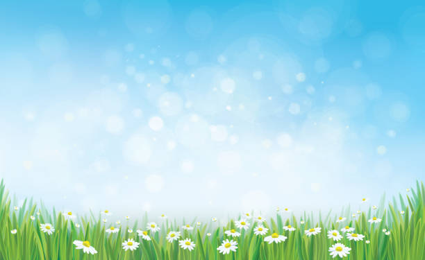 bildbanksillustrationer, clip art samt tecknat material och ikoner med vector sky background with grass and chamomiles. - spring