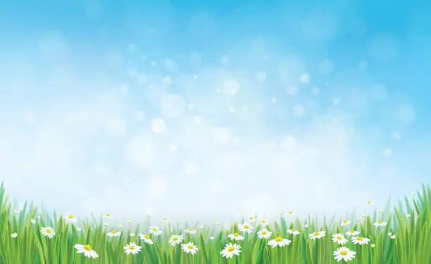 Vector illustration of Vector sky background with grass and chamomiles.