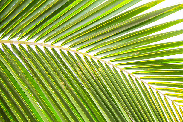 istock palm green  leaves background 460915137