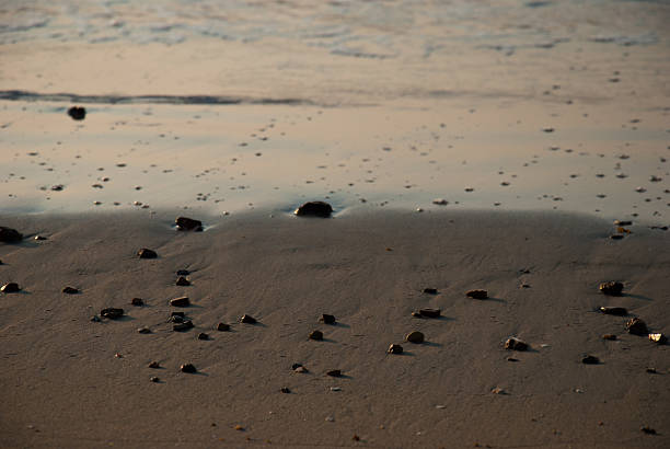 istock beauty Beach with Sunrise 460915975