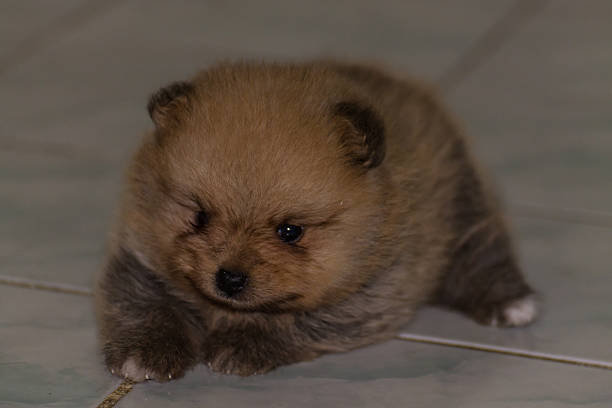 istock Little fluffy Pomeranian puppy on Floor 460916003