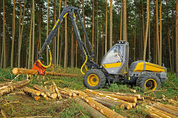 felling of the forest stock photo