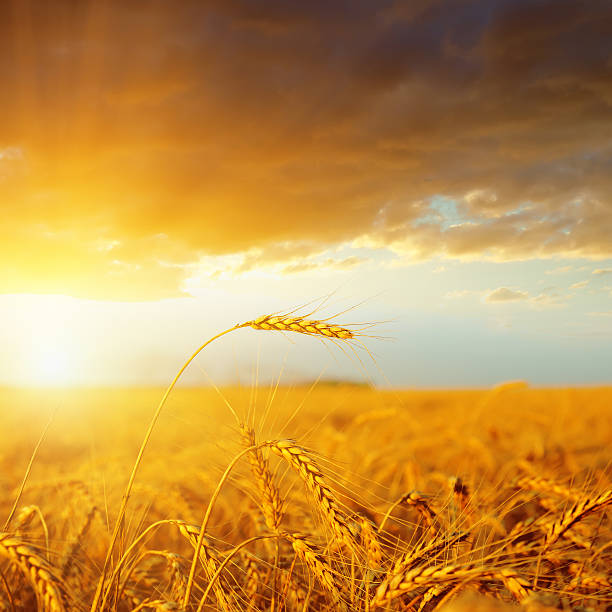 istock sunset over golden harvest 460918561