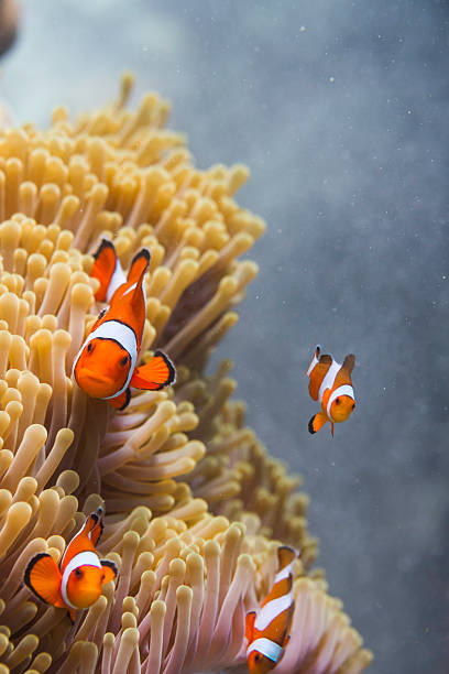 istock Clown anemonefish (Amphiprion ocellaris) in Andaman Sea 460918663