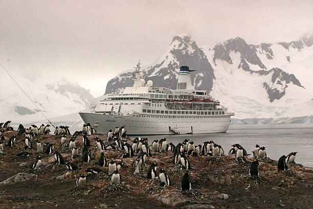 Pinguini Papua e una nave da crociera - foto stock