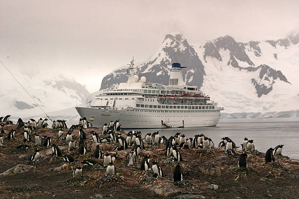 Gentoo Penguins and a Cruise Ship stock photo