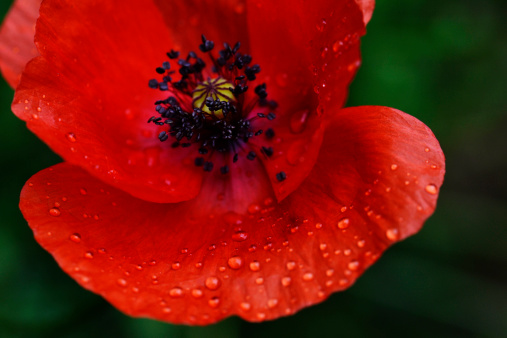Beautiful wild poppy covered with drops of pure water after a refreshing, purifying spring shower