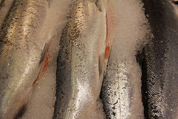 saumon frais de nettoyage - freshness seafood crushed ice salmon photos et images de collection