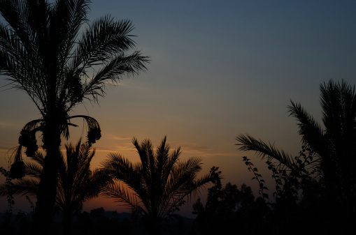 palms with dates at sunset on vacation