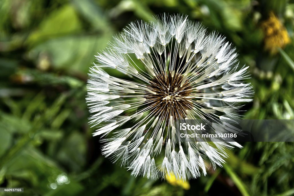 Taraxacum officinale, Asteráceas - Foto de stock de Asistencia sanitaria y medicina libre de derechos