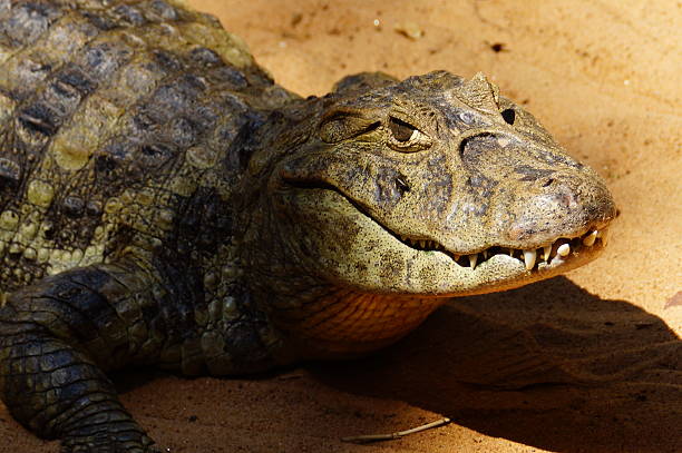 caiman latirostris. - snouted foto e immagini stock