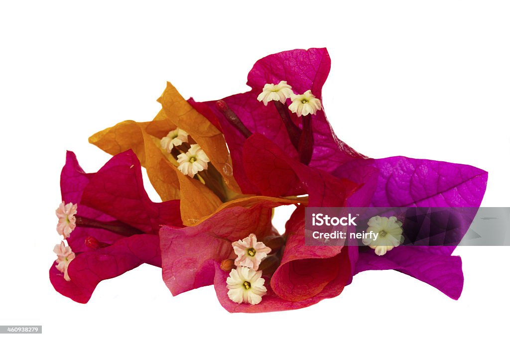 bougainvillea multicolored flowers bougainvillea multicolored flowers isolated on white background, close up Abstract Stock Photo