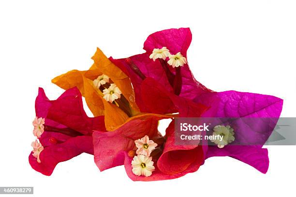 Bougainvillea Multicolored Flowers Stock Photo - Download Image Now - Abstract, Beauty, Beauty In Nature