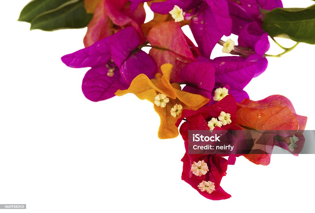 bougainvillea flowers bougainvillea multicolored flowers isolatedon white background, close up Abstract Stock Photo