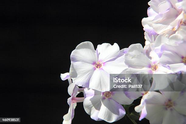 White Phlox Summer Flower Stock Photo - Download Image Now - Animal Body Part, Animal Head, Beauty