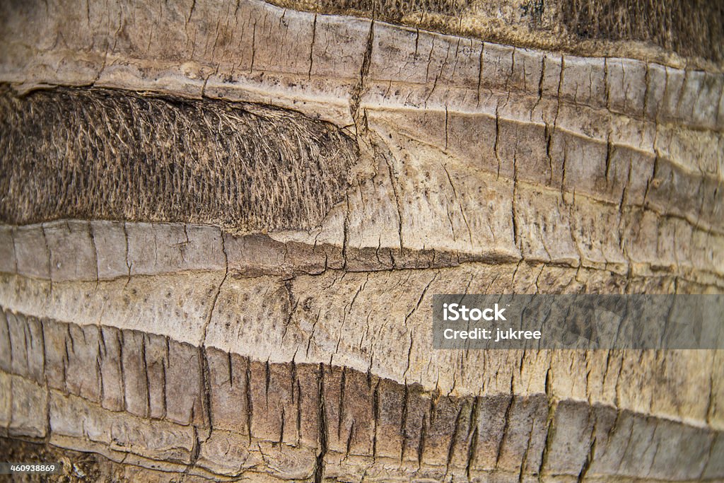 Coco Palm Detail Bark Stock Photo - Download Image Now - Abstract ...