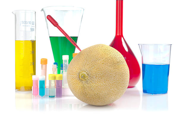 melón de organismos modificados genéticamente y material de vidrio de laboratorio - genetic modified organism fotografías e imágenes de stock