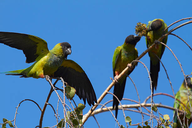 istock Parakeet comes in for landing 460970351