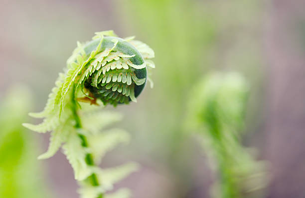 blossoming fern blossoming fern fiddle head stock pictures, royalty-free photos & images