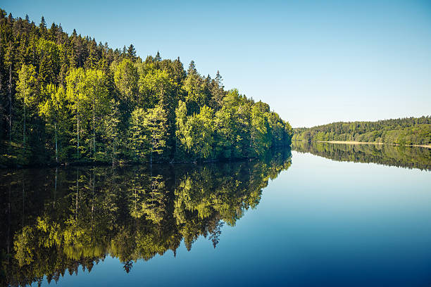 swedish east coast - svensk skog bildbanksfoton och bilder