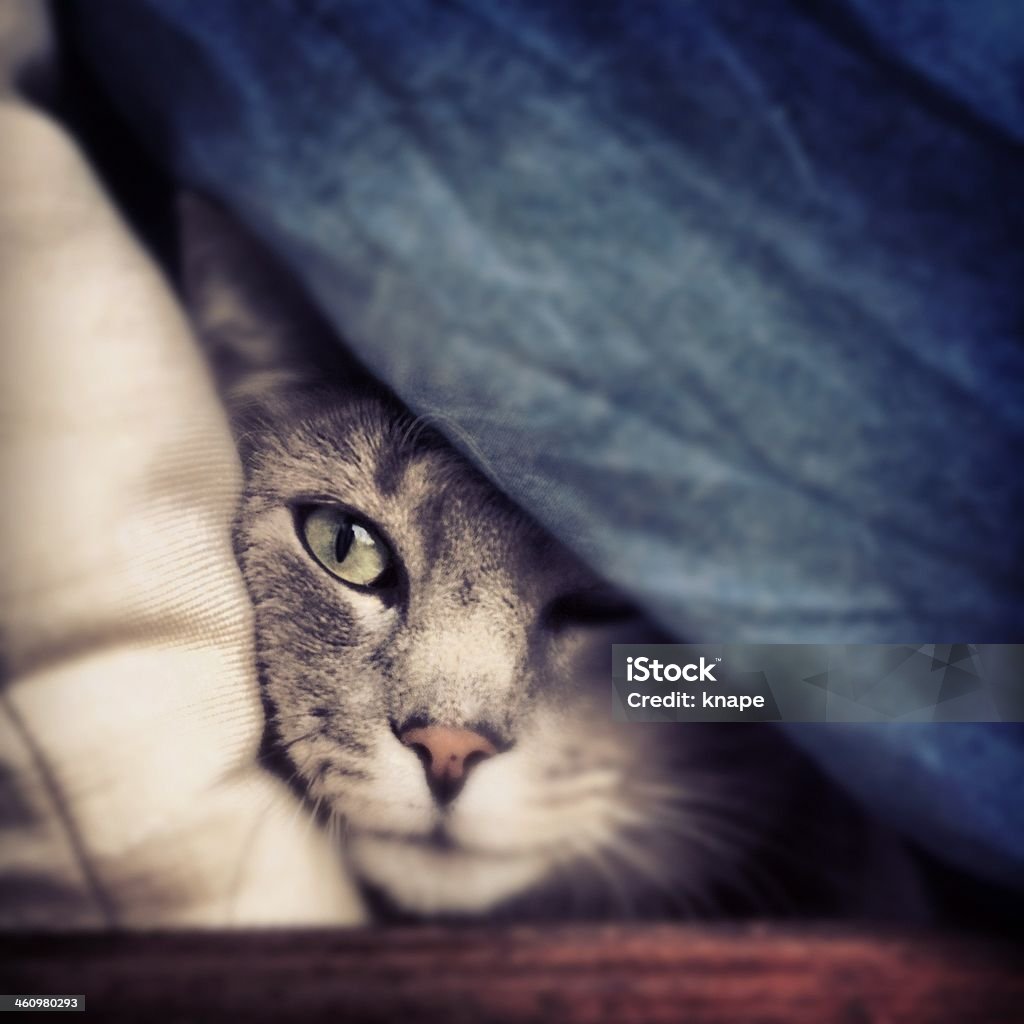 Verstecken Cat - Lizenzfrei Hauskatze Stock-Foto