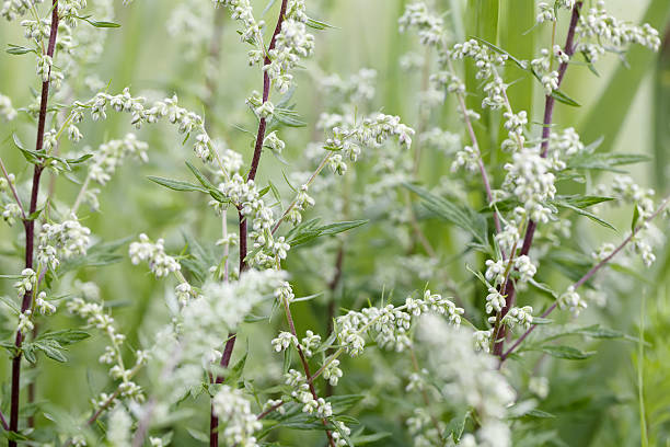 beifuß (artemisia vulgaris) - gemeiner beifuß fotos stock-fotos und bilder