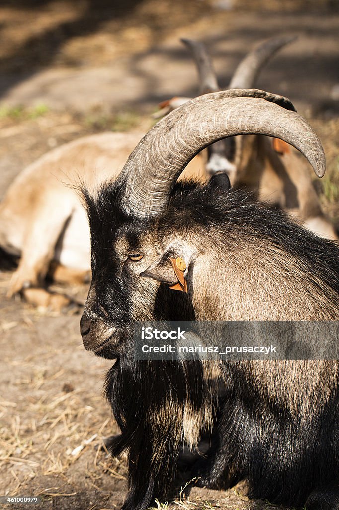 male moufflon with his group in the background Animal Stock Photo