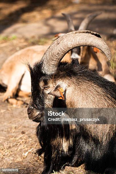 Male Moufflon With His Group In The Background Stock Photo - Download Image Now - Animal, Concepts, Concepts & Topics