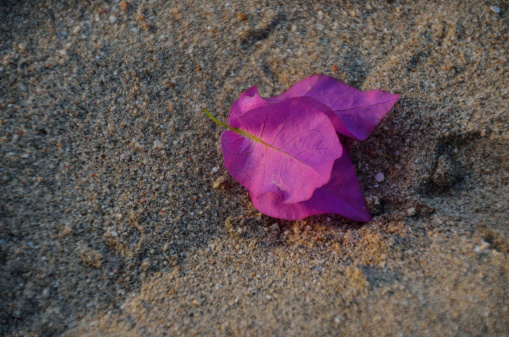 fresh purple flower on sandy beach and sea on vacation