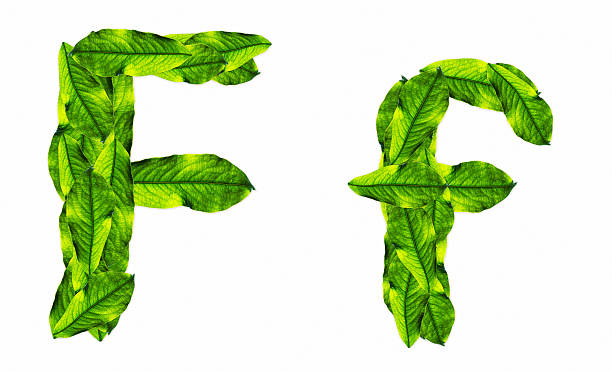 istock font green leafs 