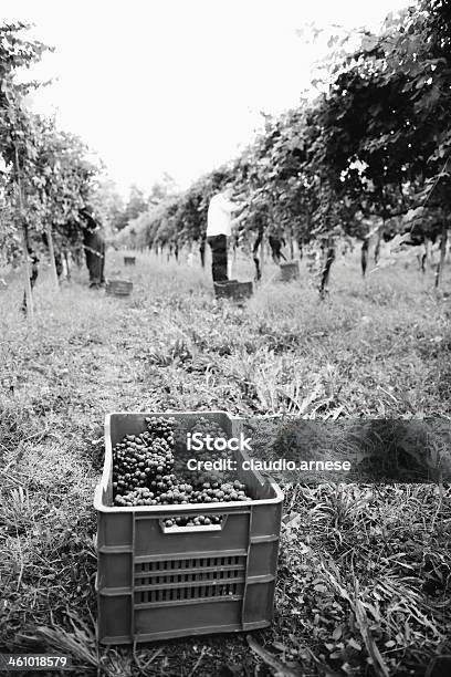 Vendemmia Bianco E Nero - Fotografie stock e altre immagini di Bianco e nero - Bianco e nero, Fare la raccolta, Uva